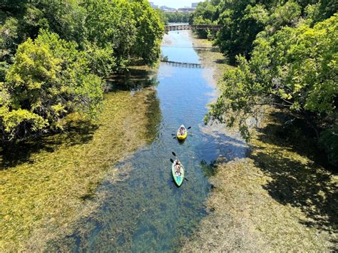 How the green plant growing on Lady Bird Lake is beneficial to its habitat